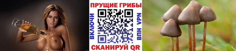 Галлюциногенные грибы Psilocybine cubensis  Афипский 